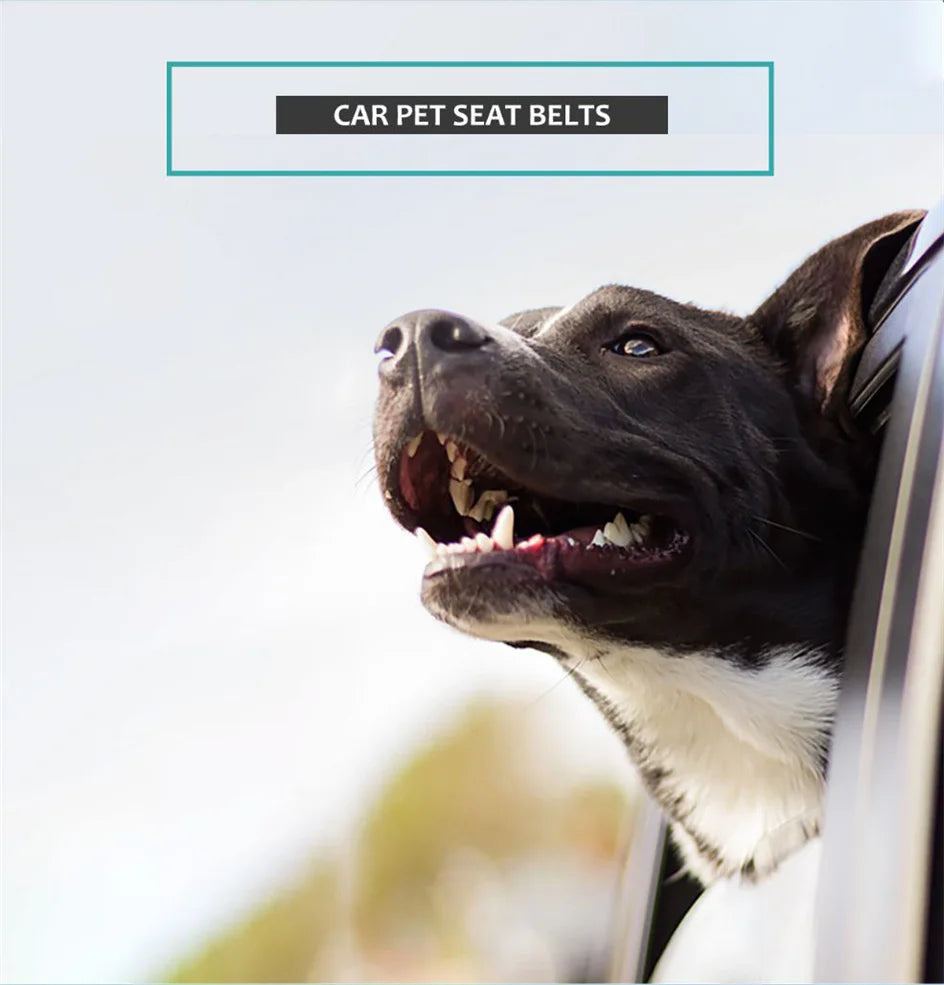 Army Green Dog Seat Belt Tether for Cars
